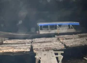 Polres Bengkalis Bongkar Illegal Logging di Sungai Nibung, Tiga Pelaku Diamankan