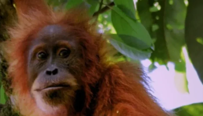 Primata Indonesia di Ambang Punah, Empat Spesies Masuk Daftar Kritis Dunia
