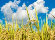 Produksi Padi Riau Naik Sepanjang 2025, BPS Sebut Sinyal Kuat Ketahanan Pangan