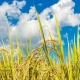 Produksi Padi Riau Naik Sepanjang 2025, BPS Sebut Sinyal Kuat Ketahanan Pangan