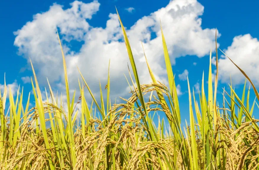 Produksi Padi Riau Naik Sepanjang 2025, BPS Sebut Sinyal Kuat Ketahanan Pangan