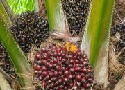 Program PSR Targetkan 11.600 Hektare Kebun Sawit Rakyat Diremajakan di Riau