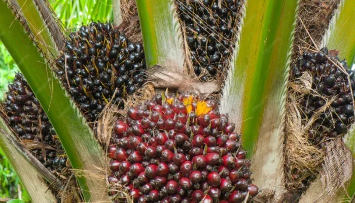 Program PSR Targetkan 11.600 Hektare Kebun Sawit Rakyat Diremajakan di Riau