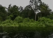 Siak Dukung UPT Taman Nasional Zamrud, Afni Tekankan Manfaat Ekologi dan Ekonomi Warga