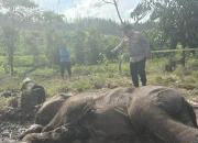 Anak Gajah Sumatera Tewas Terjerat di Tesso Nilo, Polisi Dalami Dugaan Perburuan