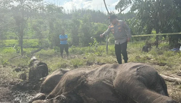 Anak Gajah Sumatera Tewas Terjerat di Tesso Nilo, Polisi Dalami Dugaan Perburuan