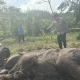 Anak Gajah Sumatera Tewas Terjerat di Tesso Nilo, Polisi Dalami Dugaan Perburuan