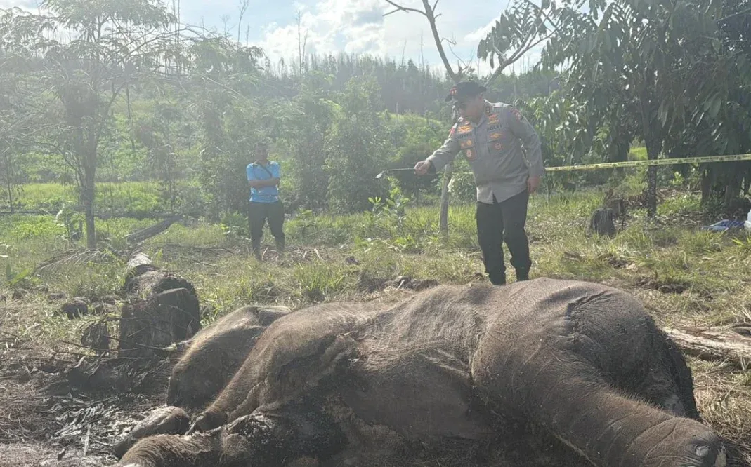 Anak Gajah Sumatera Tewas Terjerat di Tesso Nilo, Polisi Dalami Dugaan Perburuan