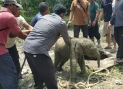 Anak Gajah Terperosok Septic Tank, 11 Gajah Mengamuk di Siak