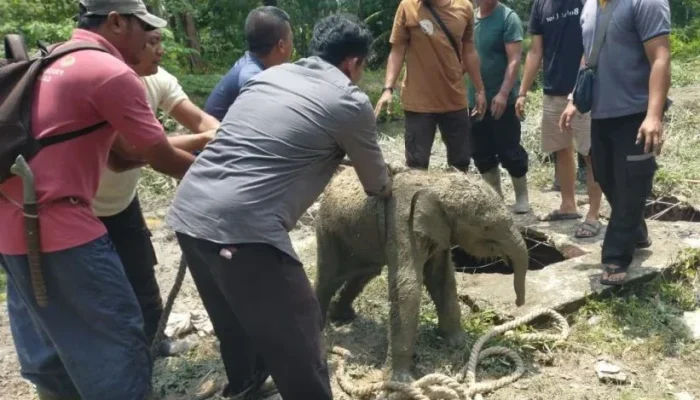 Anak Gajah Terperosok Septic Tank, 11 Gajah Mengamuk di Siak