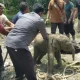 Anak Gajah Terperosok Septic Tank, 11 Gajah Mengamuk di Siak