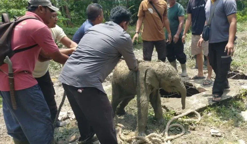 Anak Gajah Terperosok Septic Tank, 11 Gajah Mengamuk di Siak