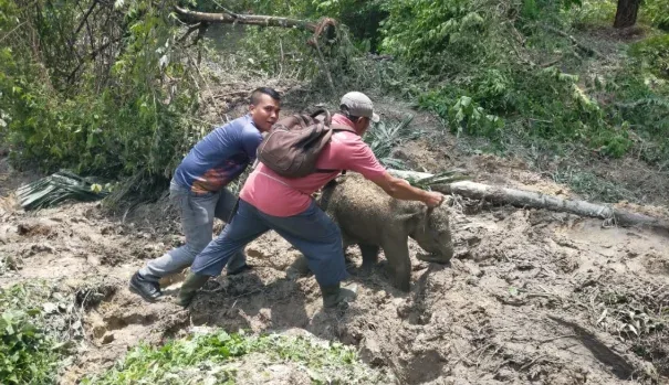 BKSDA Beberkan Kronologi Gajah Rusak Mess Karyawan di Siak