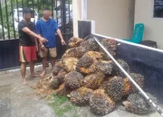 Curi 580 Kg Sawit di Tualang, Dua Buruh Ditangkap Polisi Siak