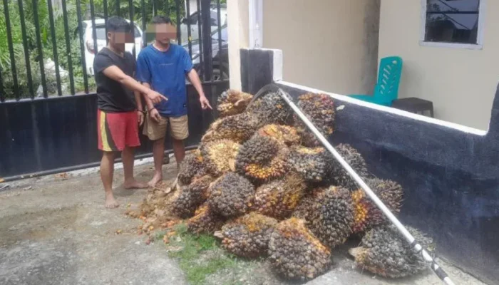 Curi 580 Kg Sawit di Tualang, Dua Buruh Ditangkap Polisi Siak