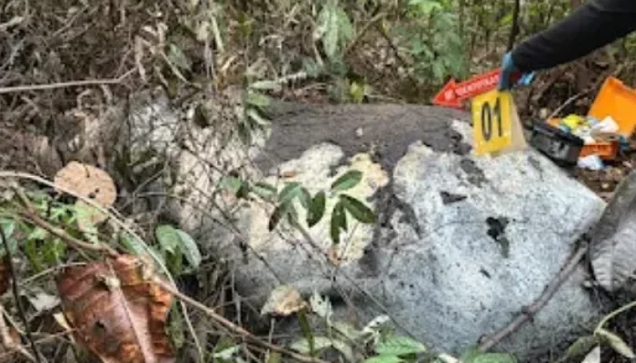 Gajah Ditembak di Konsesi RAPP, Dugaan Perdagangan Gading Terorganisir