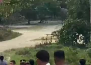 Gajah Sumatra Rusak Mes Karyawan PT Arara Abadi di Siak, 5 Rumah Hancur