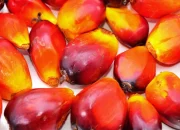 Harga Sawit Riau Menguat, TBS Nyaris Rp4.000/Kg Jadi Sinyal Kebangkitan Ekonomi Petani