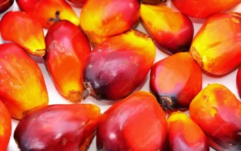 Pemprov Riau Larang PKS Turunkan Harga TBS Sawit Secara Sepihak
