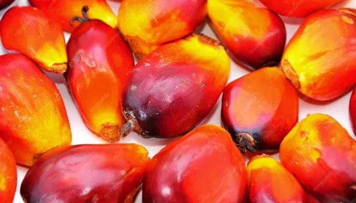 Harga Sawit Petani Riau Turun Lagi, CPO Jadi Biang Utama