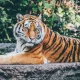 Harimau Sumatera Masuk Permukiman Warga di Siak, BBKSDA Tingkatkan Mitigasi