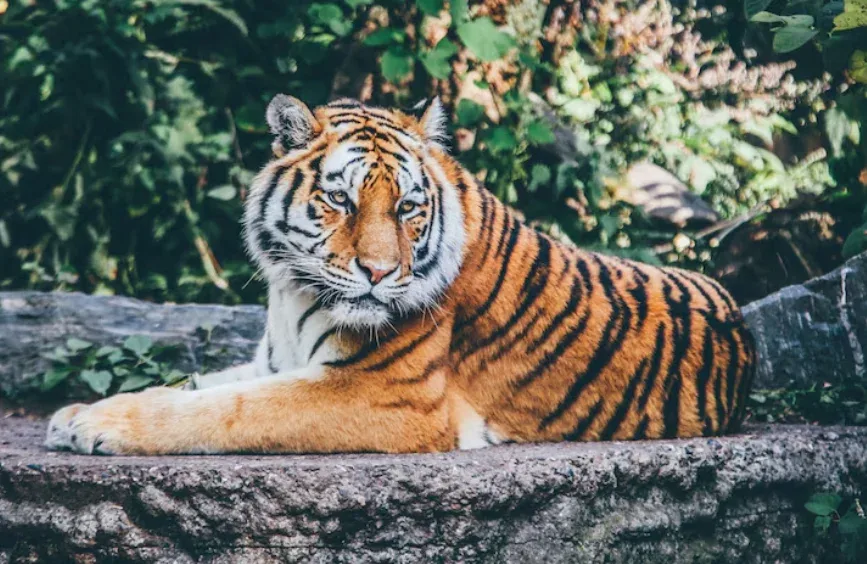 Harimau Sumatera Masuk Permukiman Warga di Siak, BBKSDA Tingkatkan Mitigasi