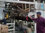 Harimau Sumatera Teror Permukiman Warga di Siak, Ternak Dimangsa
