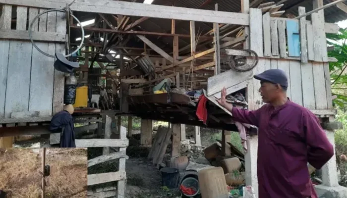 Harimau Sumatera Teror Permukiman Warga di Siak, Ternak Dimangsa