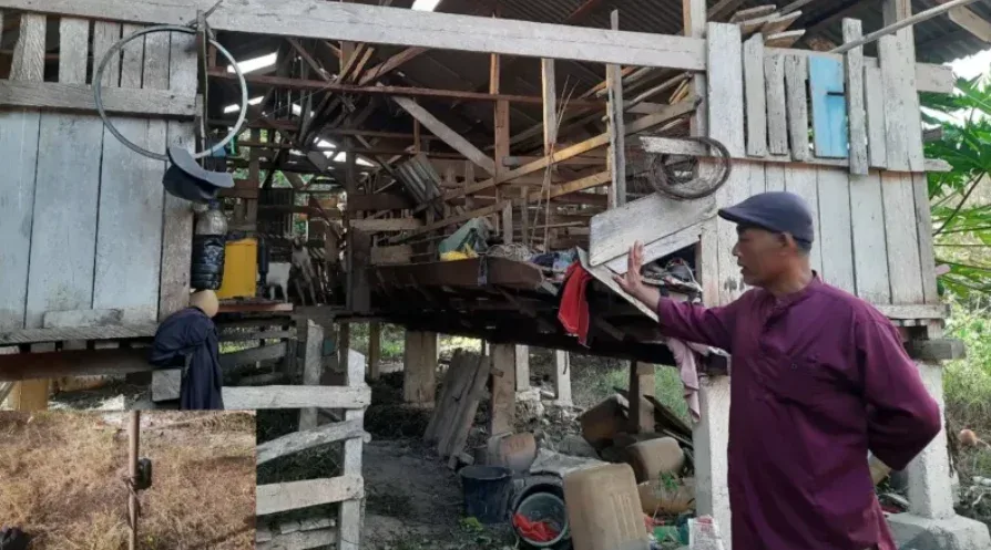Harimau Sumatera Teror Permukiman Warga di Siak, Ternak Dimangsa
