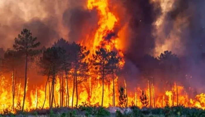 Karhutla Masih Terkendali, Pekanbaru Belum Tetapkan Status Siaga Darurat