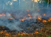 Karhutla Terparah di Payung Sekaki, Hampir 8 Hektar Lahan Terbakar