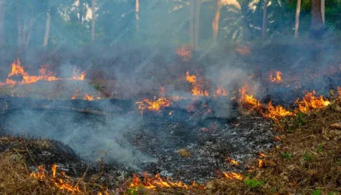 Karhutla Terparah di Payung Sekaki, Hampir 8 Hektar Lahan Terbakar