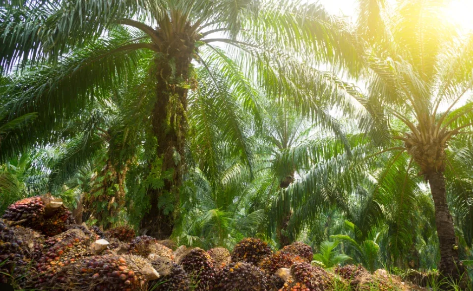 Pajak Air Sawit Riau Dikritik Guru Besar IPB Salah Kaprah dan Lemah Dasar Hukum