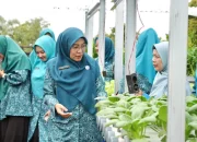 Panen Perdana Hidroponik KWT Benteng Lestari, Siak Dorong Ketahanan Pangan Kampung