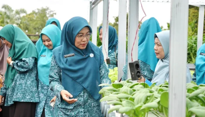 Panen Perdana Hidroponik KWT Benteng Lestari, Siak Dorong Ketahanan Pangan Kampung