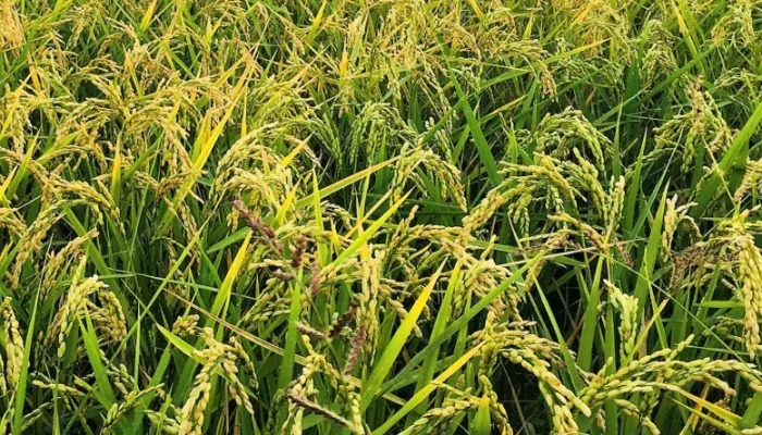 Produksi Padi Riau Naik, Ketergantungan Beras dari Luar Daerah Masih Jadi Isu Serius