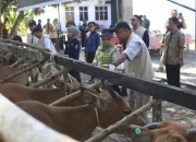 Riau Genjot Vaksinasi PMK 20 Ribu Dosis, Indragiri Hulu Jadi Wilayah Terbanyak Kasus