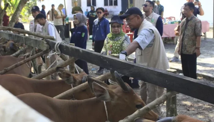 Riau Genjot Vaksinasi PMK 20 Ribu Dosis, Indragiri Hulu Jadi Wilayah Terbanyak Kasus