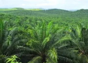 Bupati Siak Tekankan Produktivitas Sawit untuk Tahan Tekanan Ekonomi