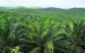 Bupati Siak Tekankan Produktivitas Sawit untuk Tahan Tekanan Ekonomi