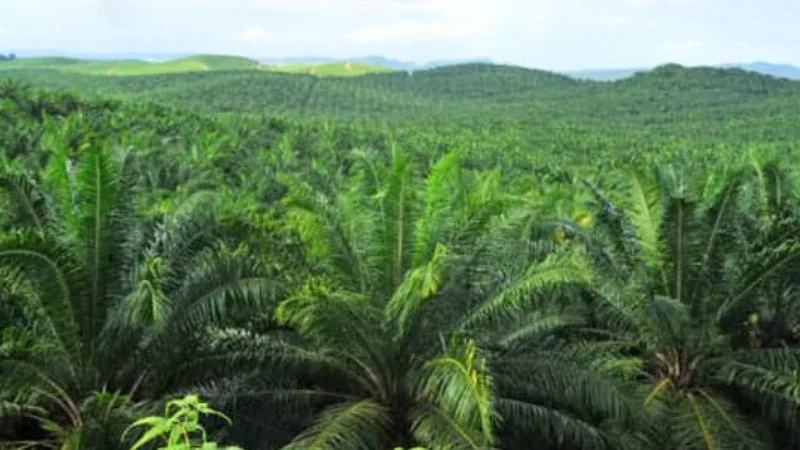 Bupati Siak Tekankan Produktivitas Sawit untuk Tahan Tekanan Ekonomi