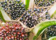 Harga TBS Riau Naik, Tembus Rp4.088Kg pada April 2026