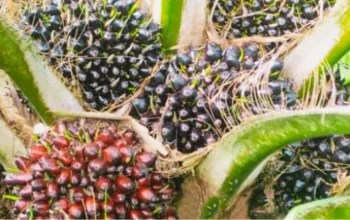 Harga TBS Riau Naik, Tembus Rp4.088Kg pada April 2026