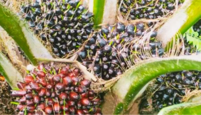 Harga TBS Riau Naik, Tembus Rp4.088/Kg pada April 2026