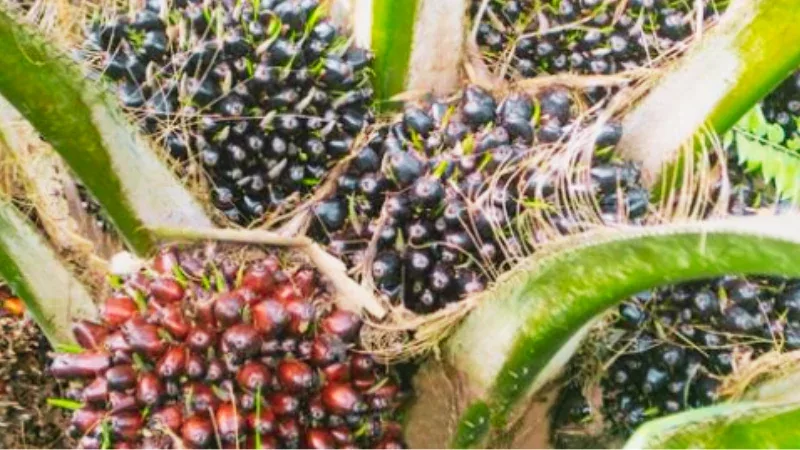 Harga TBS Riau Naik, Tembus Rp4.088Kg pada April 2026