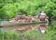 Harga TBS Sawit Riau Naik