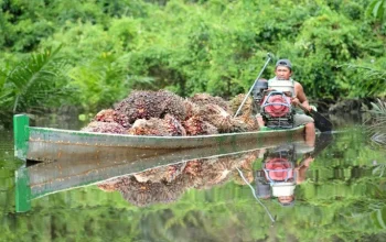 Harga TBS Sawit Riau Naik, Tembus Rp4.088/Kg Periode 15–21 April 2026