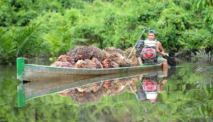 Harga TBS Sawit Riau Naik, Tembus Rp4.088/Kg Periode 15–21 April 2026