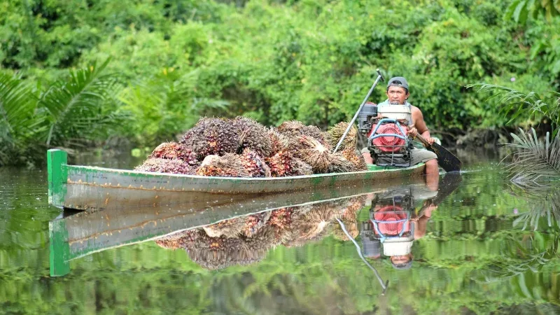 Harga TBS Sawit Riau Naik