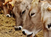 Seleksi Sapi Kurban Bantuan Presiden di Riau Dikebut